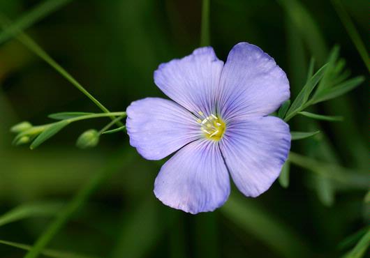 Category: Flax - Precious Essence Flower Essences